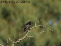 Zwarte spreeuw [Sturnus unicolor]